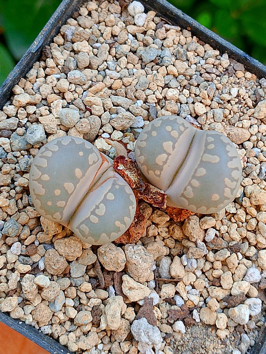Lithops Otzeniana - 2 cabezas