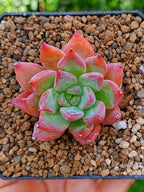 Echeveria Agavoides Fire flower | maceta 3"
