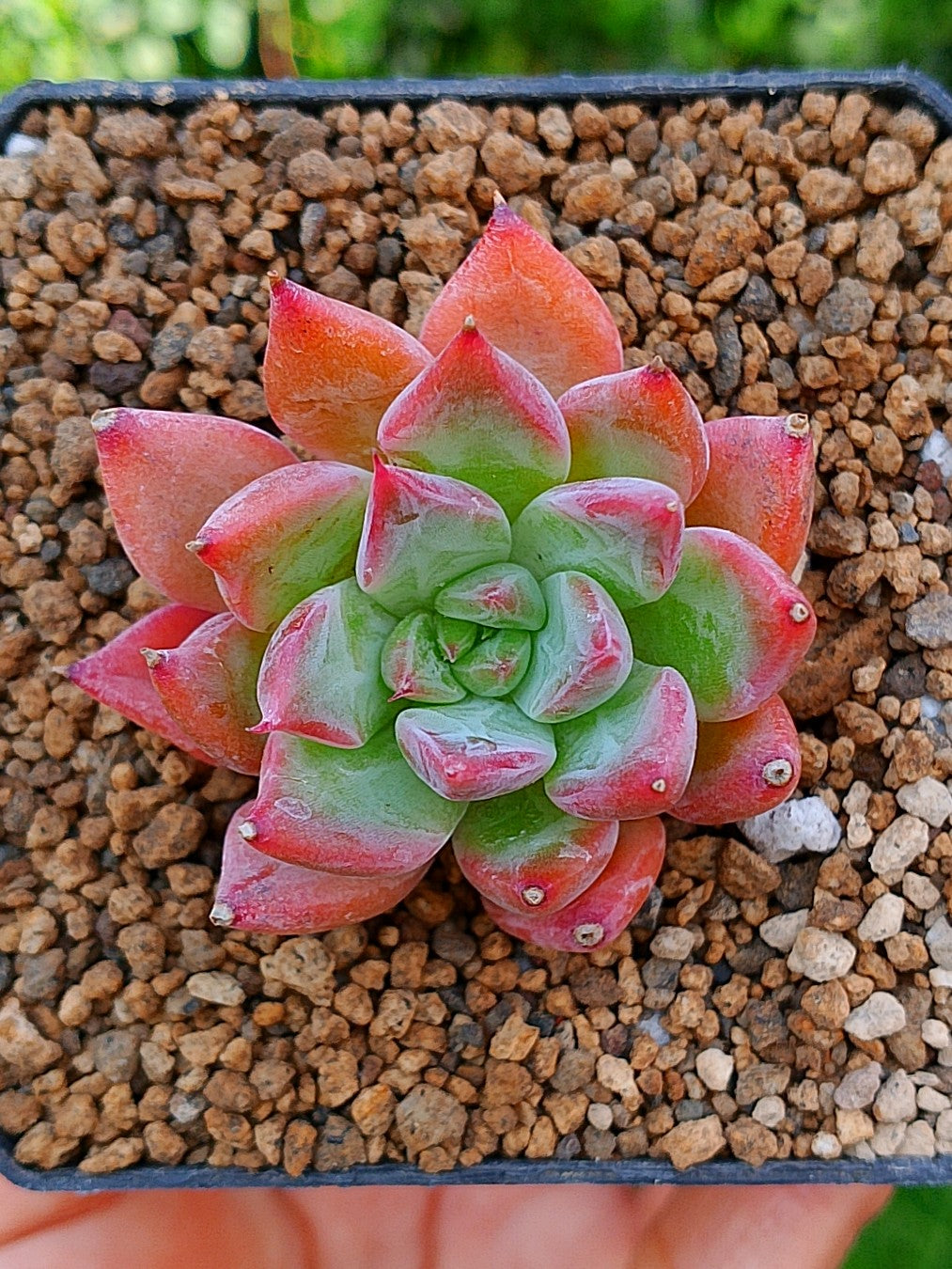 Echeveria Agavoides Fire flower | maceta 3"