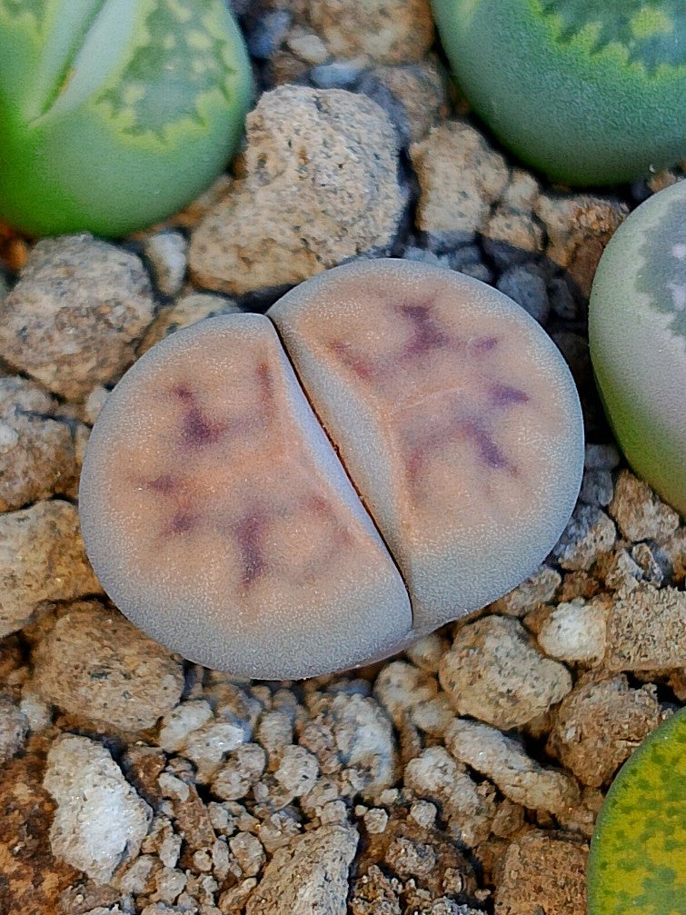 Cl021 Lithops Karasmontana