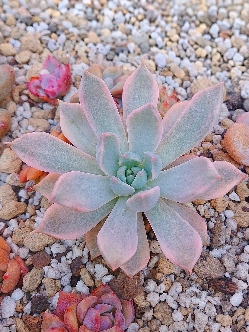 Echeveria Pink Zaragoza variegada | maceta 3.5"