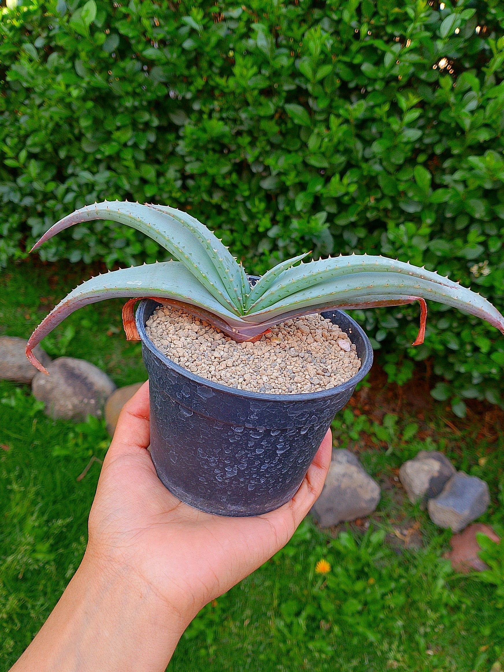 Áloe suprafoliata