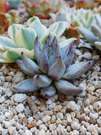 Echeveria Chateau black