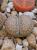 Cl024 Lithops Salicola x Julii