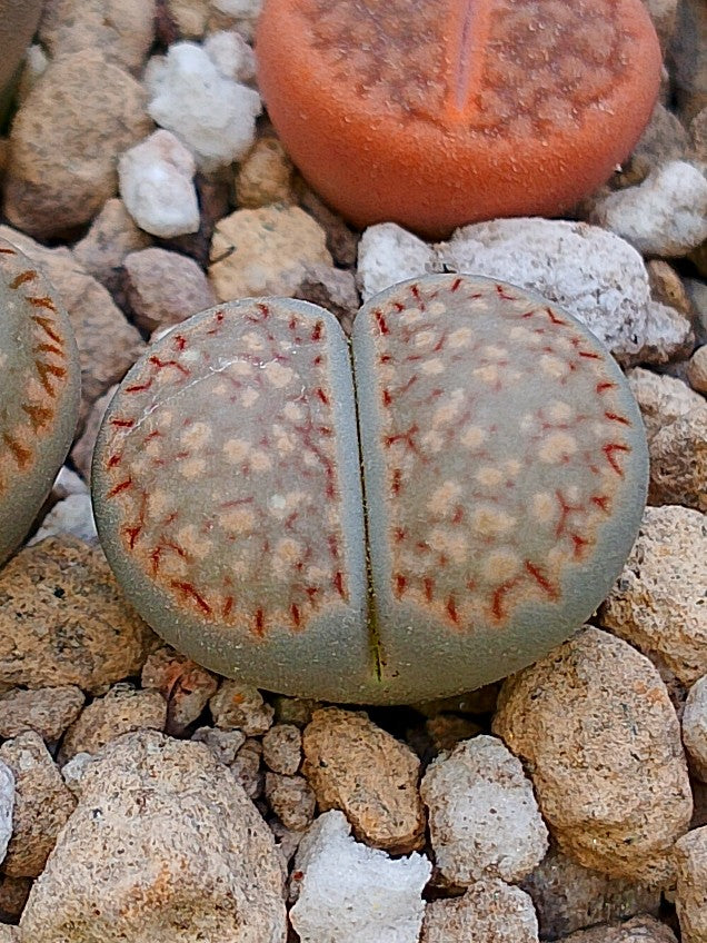 Cl024 Lithops Salicola x Julii