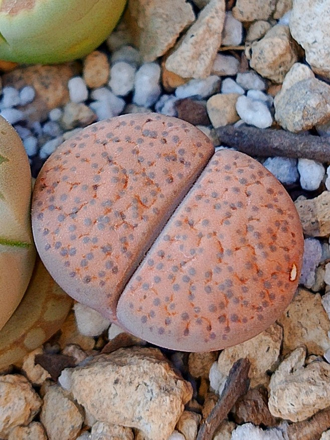 C220 	Lithops fulviceps v. fulviceps