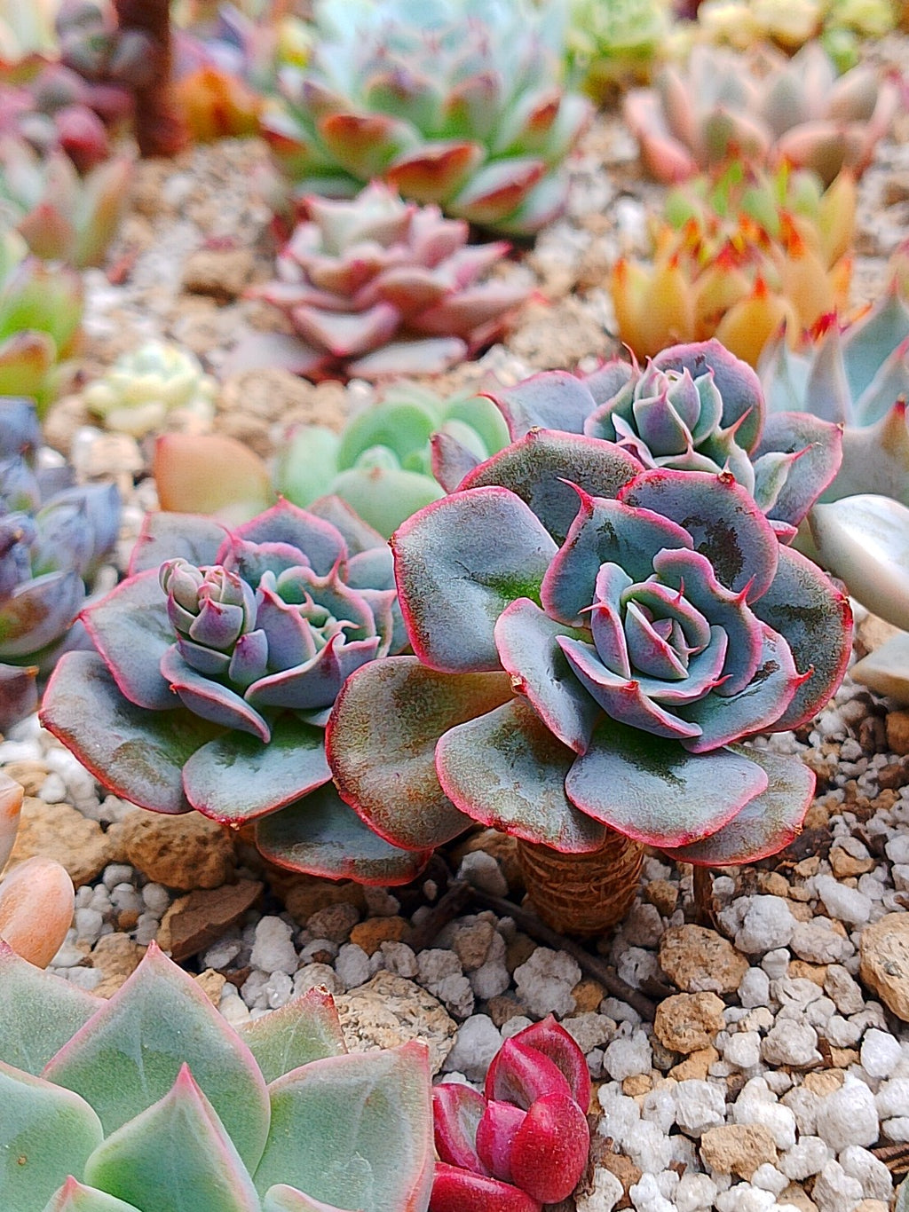 Echeveria Peach Wave | maceta 3.5"