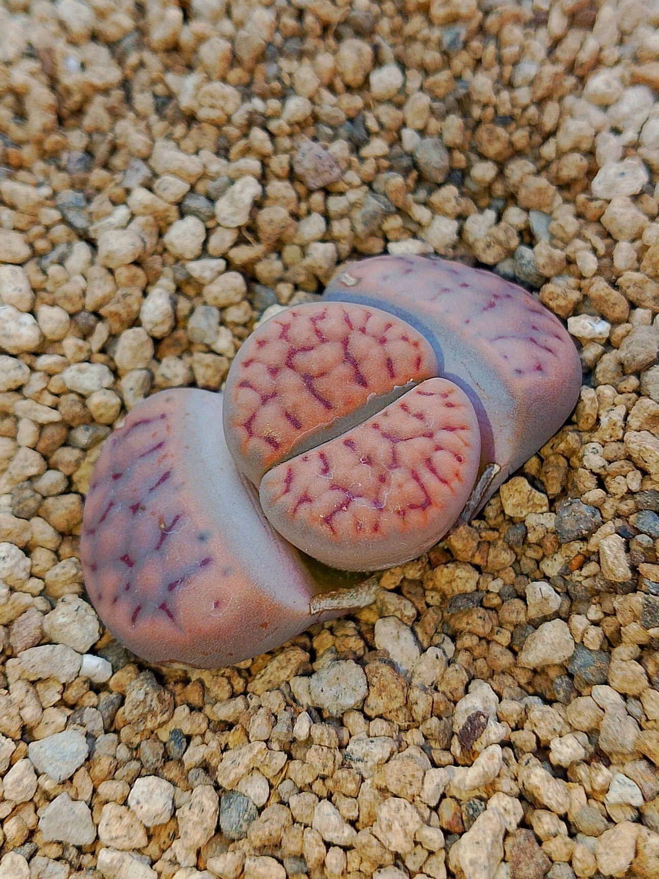 C247 	Lithops schwantesii ssp. schwantesii v. rugosa
