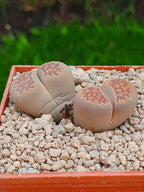 Lithops Hallii  | 2 cabezas