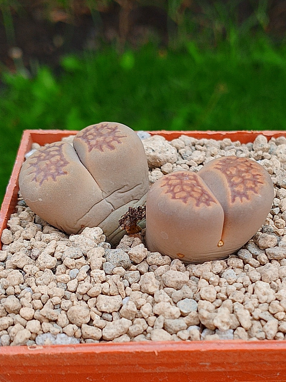 Lithops Hallii  | 2 cabezas