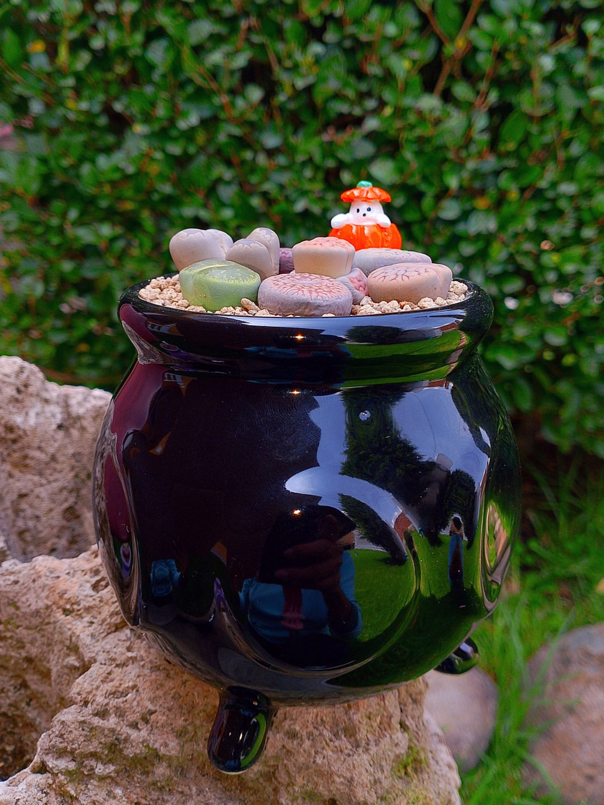 Paquete lithops Mix - Caldero Calabaza