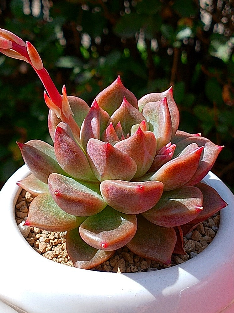 Echeveria Cindy