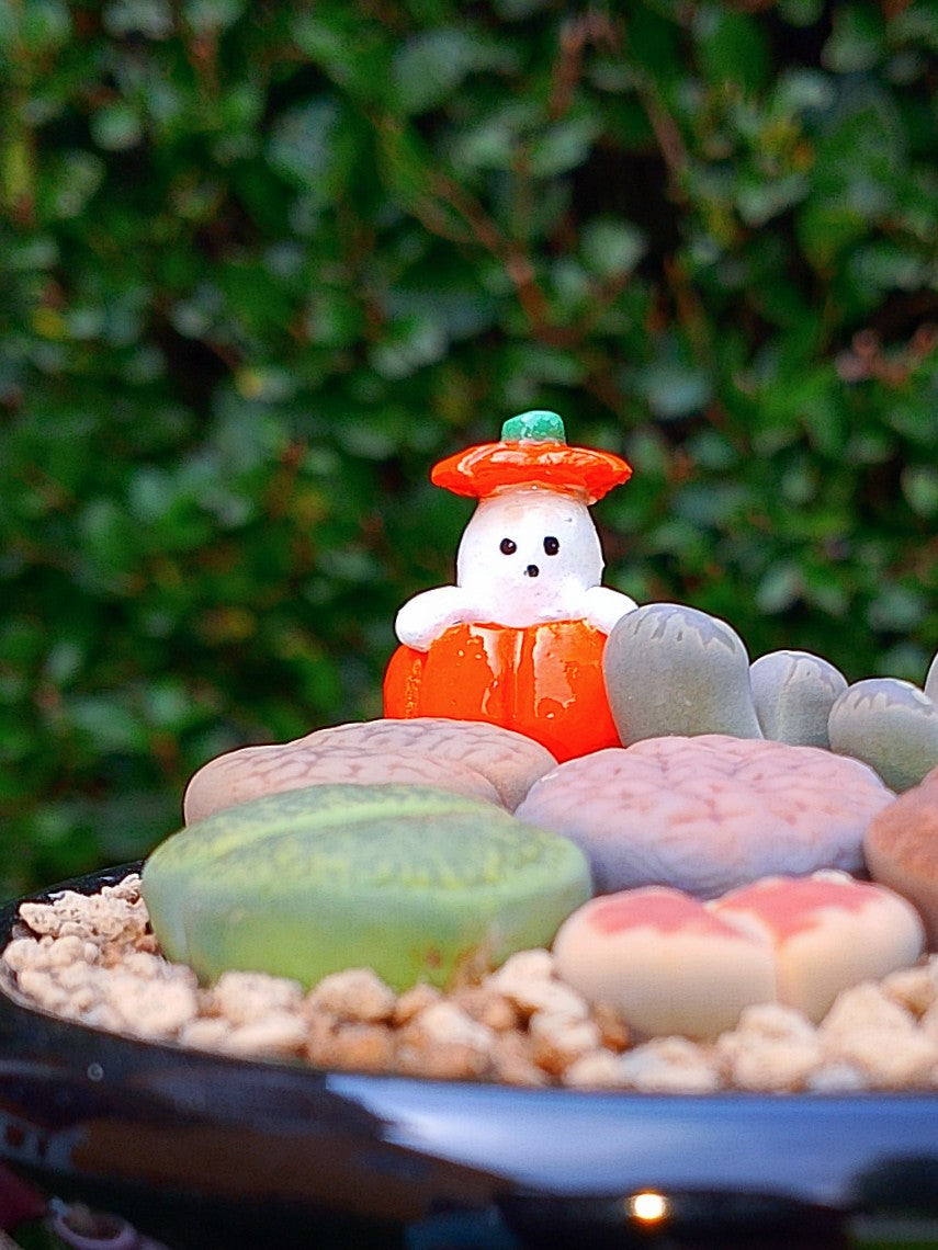Paquete lithops Mix - Caldero calabaza
