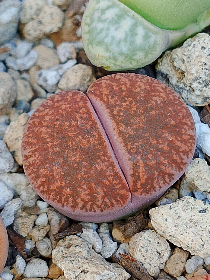 C115 Lithops lesliei ssp. lesliei v. lesliei
