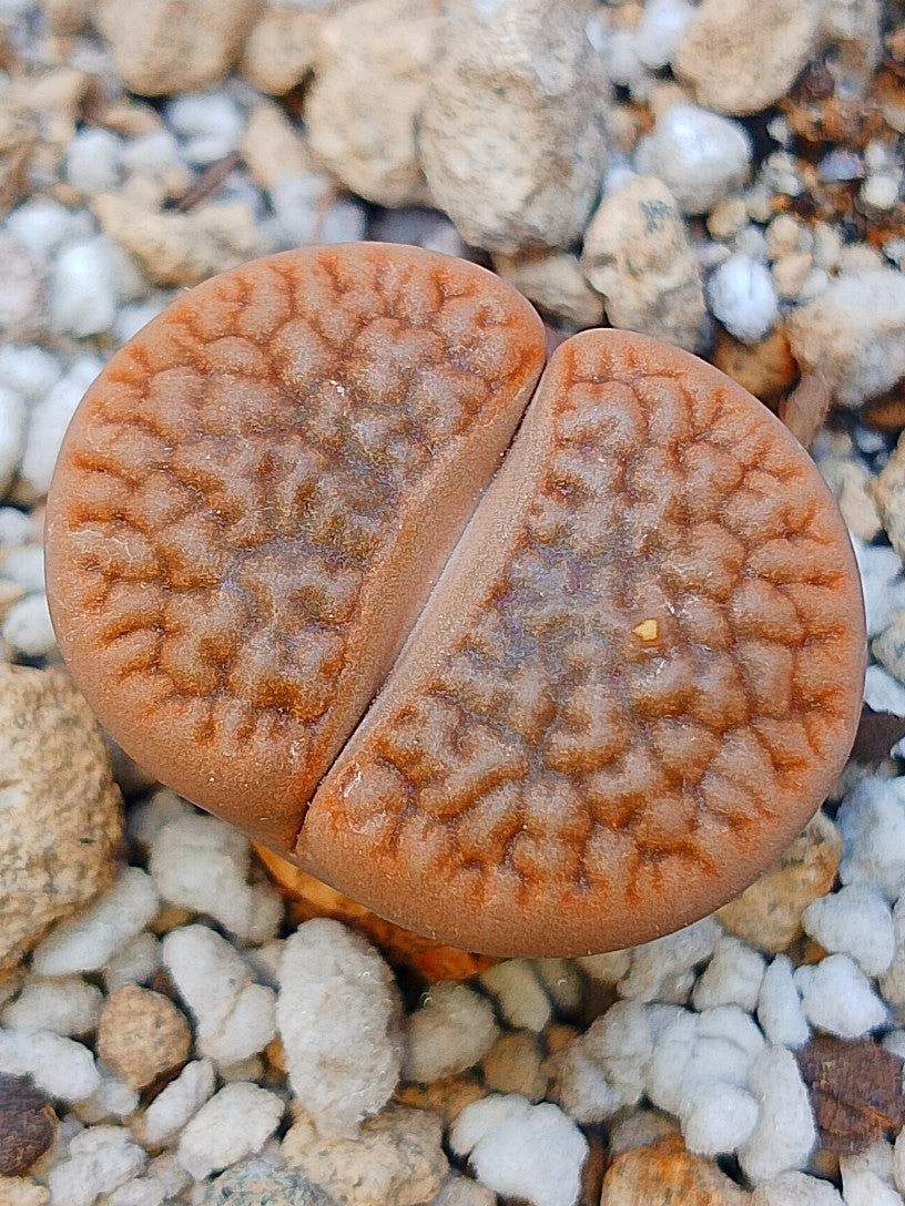 C337 	Lithops hookeri v. marginata (red-brown Form)