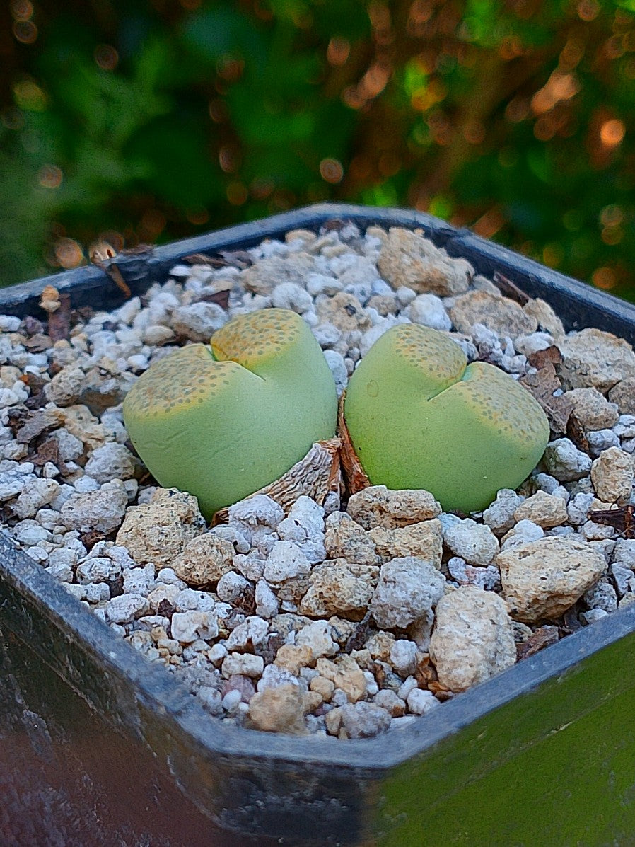Lithops Fulviceps var aurea - 2 cabezas