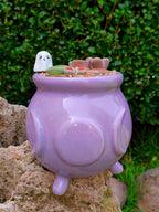 Paquete lithops Mix - Caldero fantasma