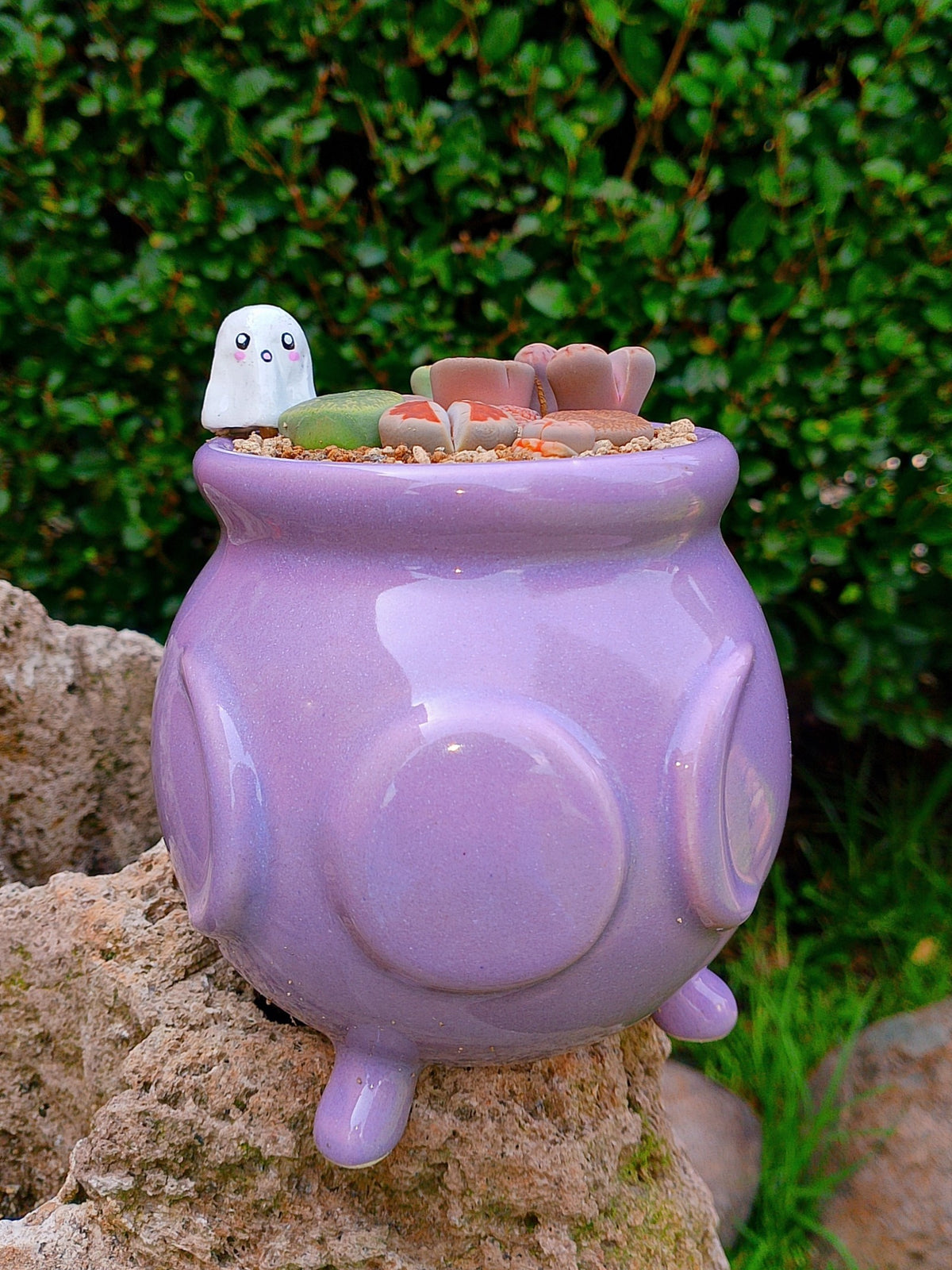 Paquete lithops Mix - Caldero fantasma