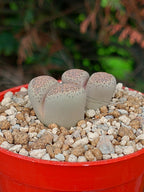 Lithops Terricolor | 2 cabezas
