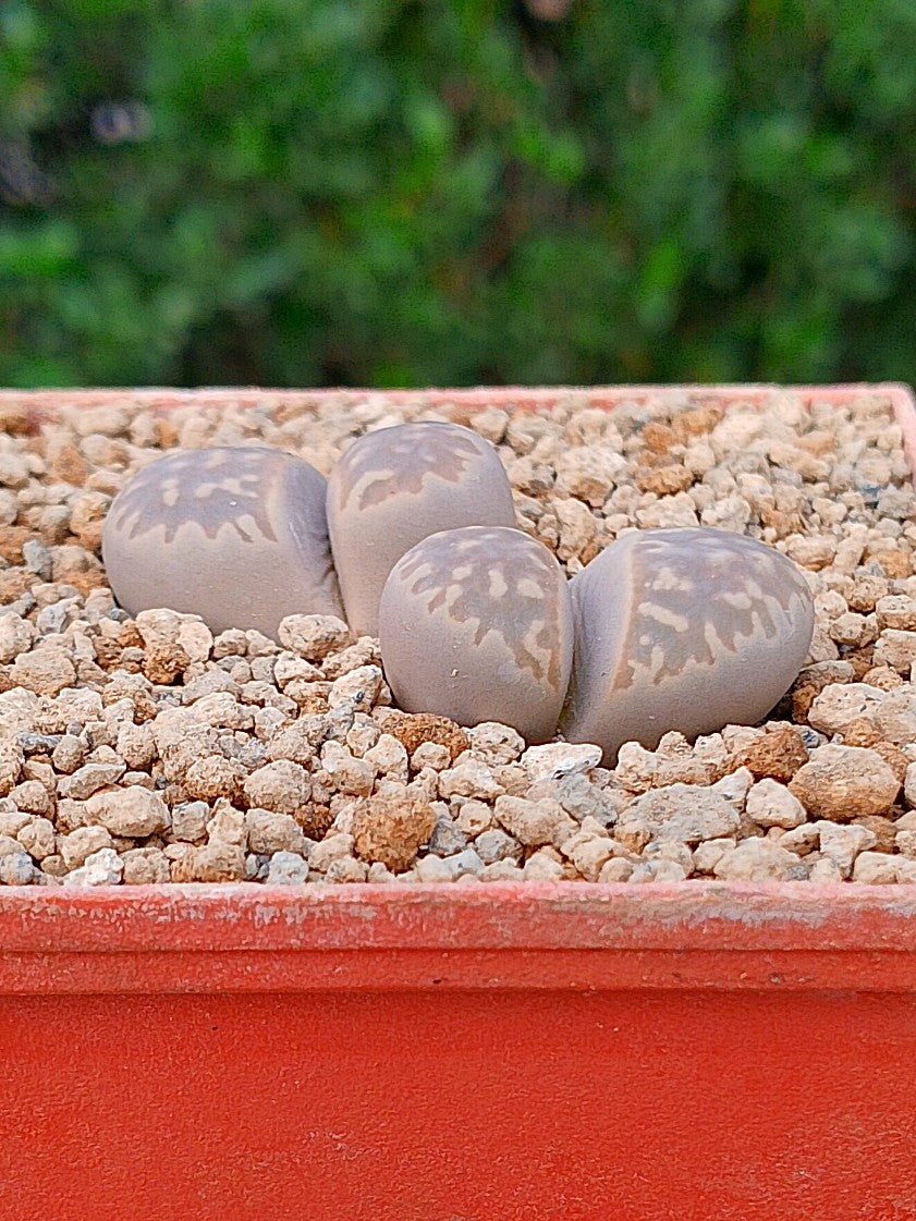 Lithops Naureeniae | 2 cabezas