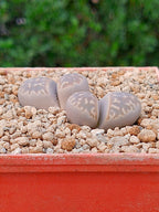 Lithops Naureeniae | 2 cabezas