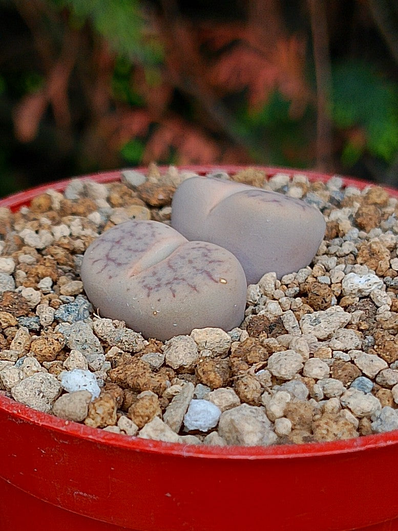 Lithops Pseudotruncatella | 2 cabezas