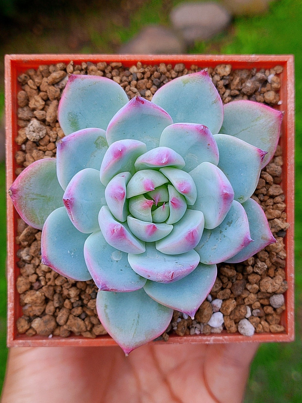 Echeveria Tippy | Maceta 3"