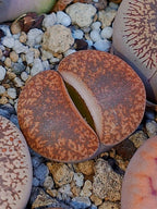 C115 Lithops lesliei ssp. lesliei v. lesliei