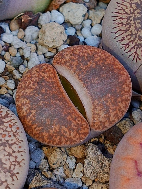 C115 Lithops lesliei ssp. lesliei v. lesliei