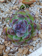 Echeveria Gemstone A