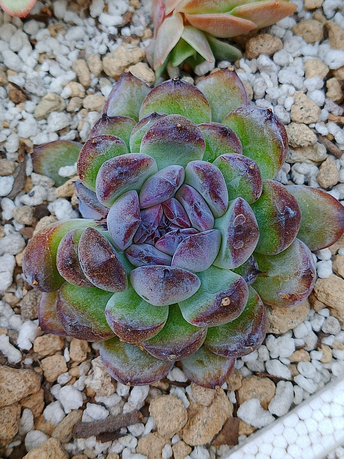 Echeveria Gemstone A