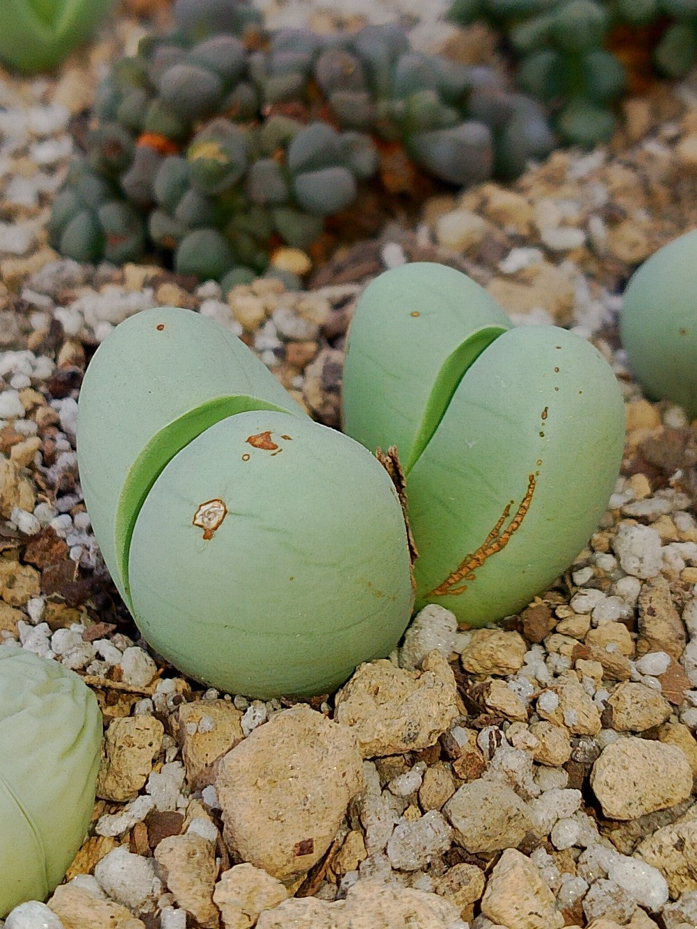 Argyroderma Delaetti | maceta 3"