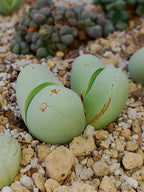Argyroderma Delaetti | maceta 3"