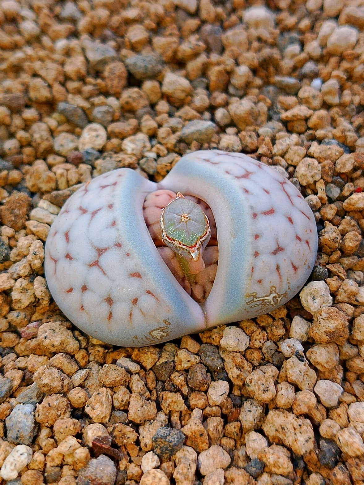 C227 	Lithops karasmontana ssp. karasmontana v. karasmontana (syn. jacobseniana)