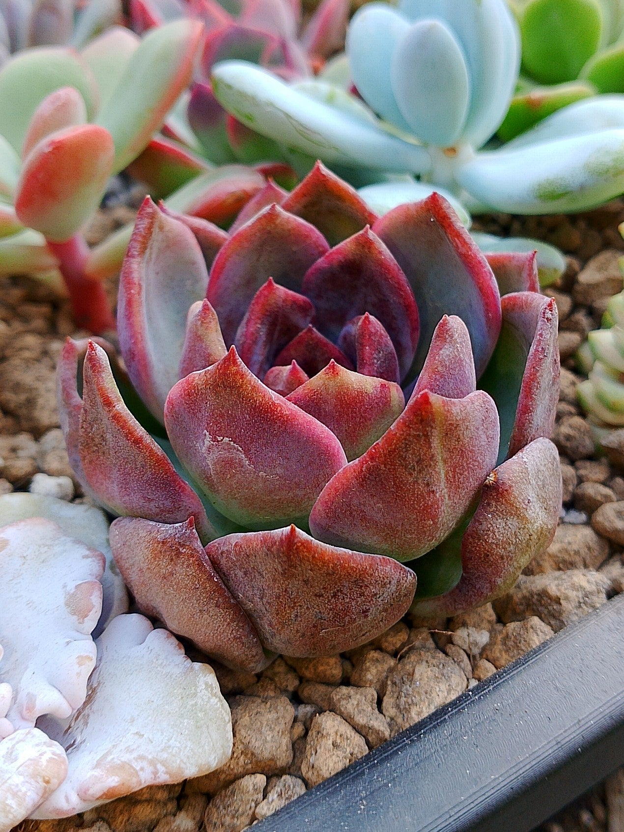 Echeveria Agavoides 'Black rose' | maceta 3"