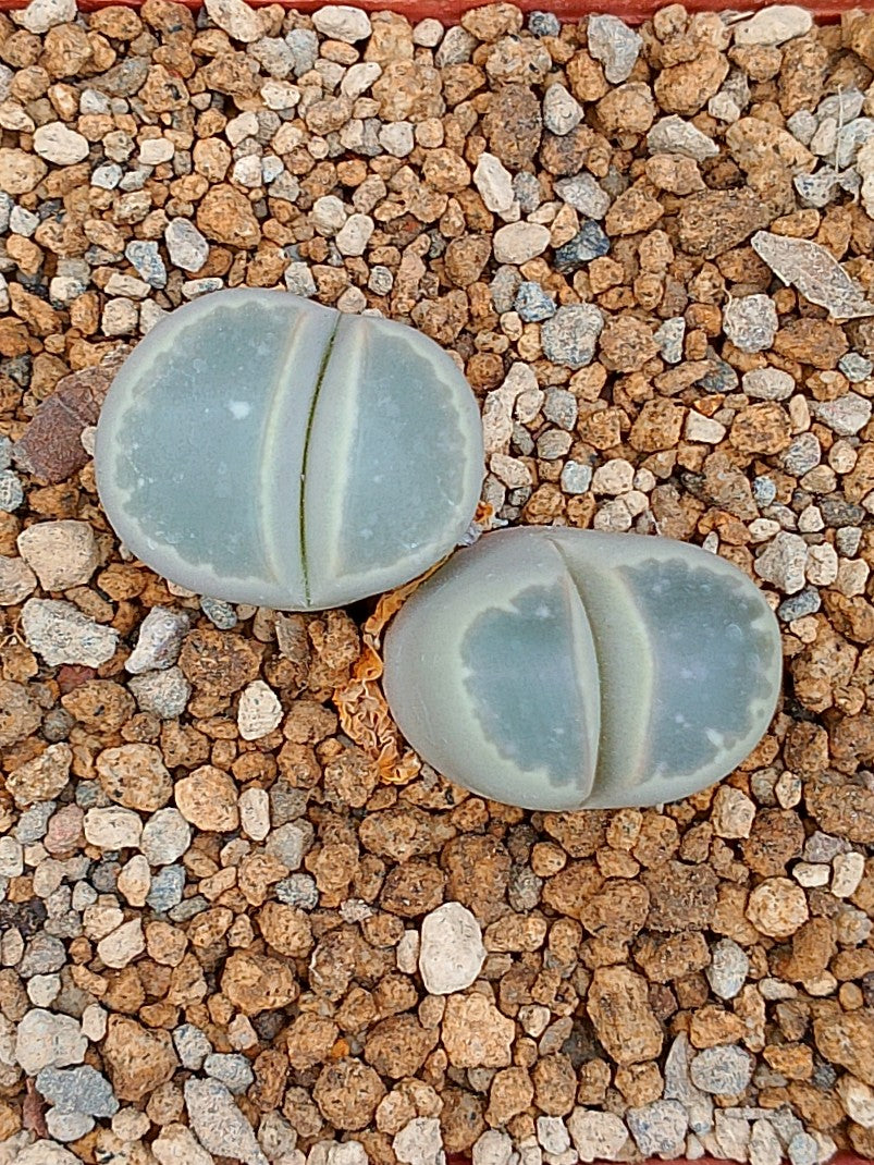 Lithops Olivacea  | 2 cabezas