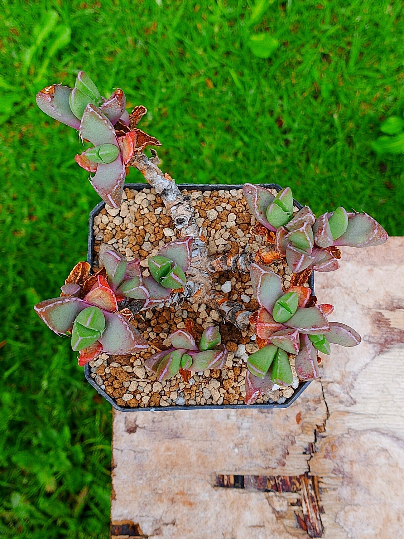 Faucaria Tigrina