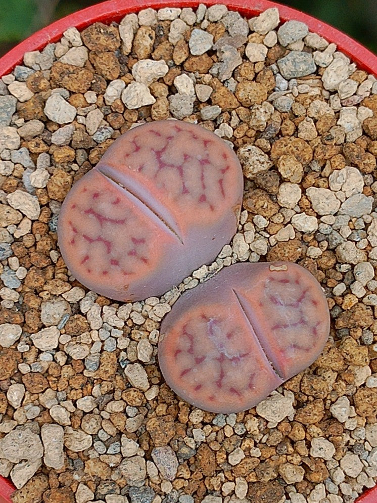 Lithops Schwantesii | 2 cabezas