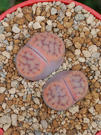 Lithops Schwantesii | 2 cabezas
