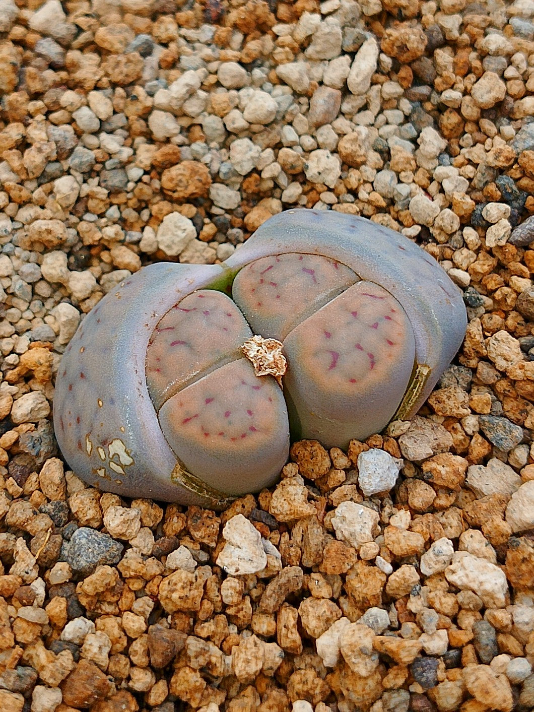 C192 	Lithops schwantesii ssp. schwantesii v. rugosa
