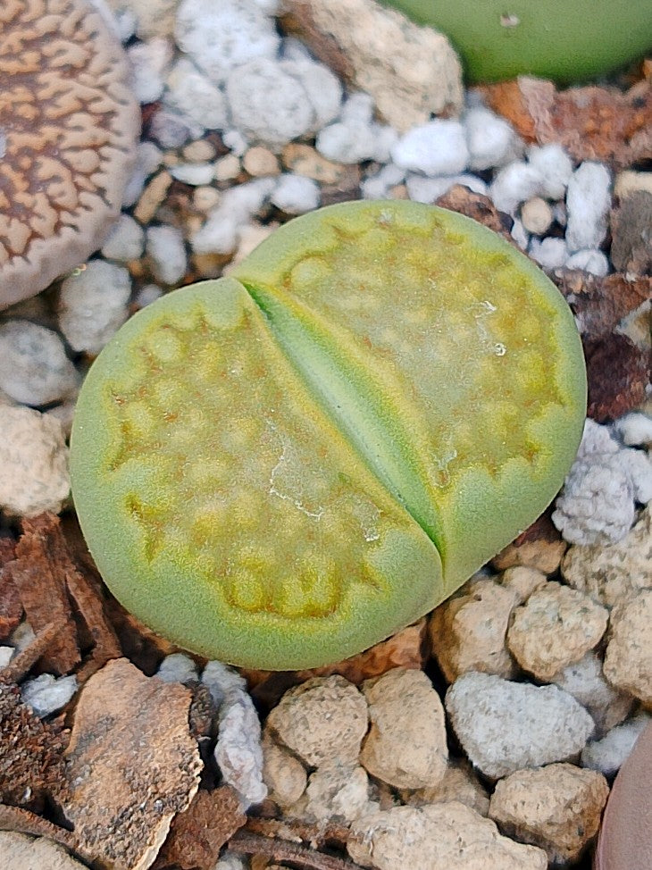 C111A Lithops hallii v. ochracea 'Green Soapstone' F