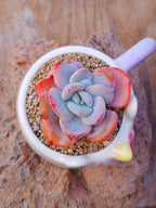 Echeveria cream Tea