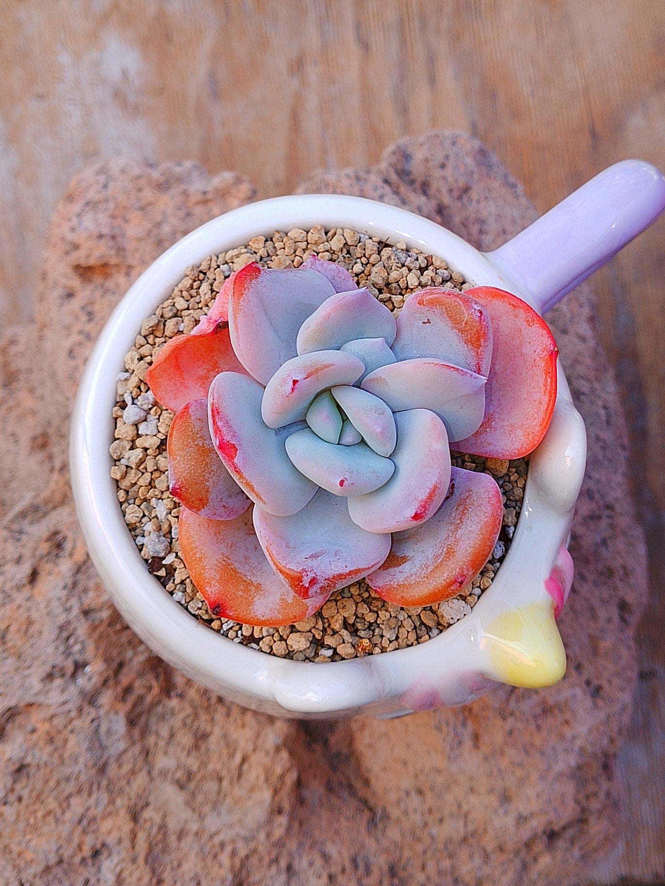 Echeveria cream Tea
