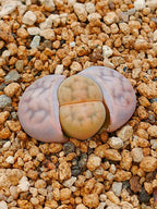 Lithops Mix