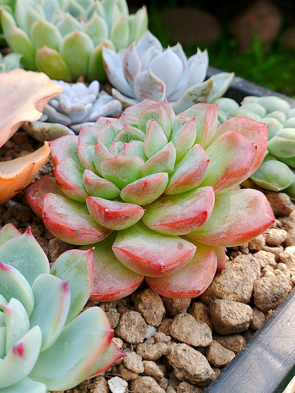 Echeveria Starmark | maceta 3"