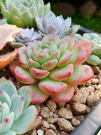 Echeveria Starmark | maceta 3"