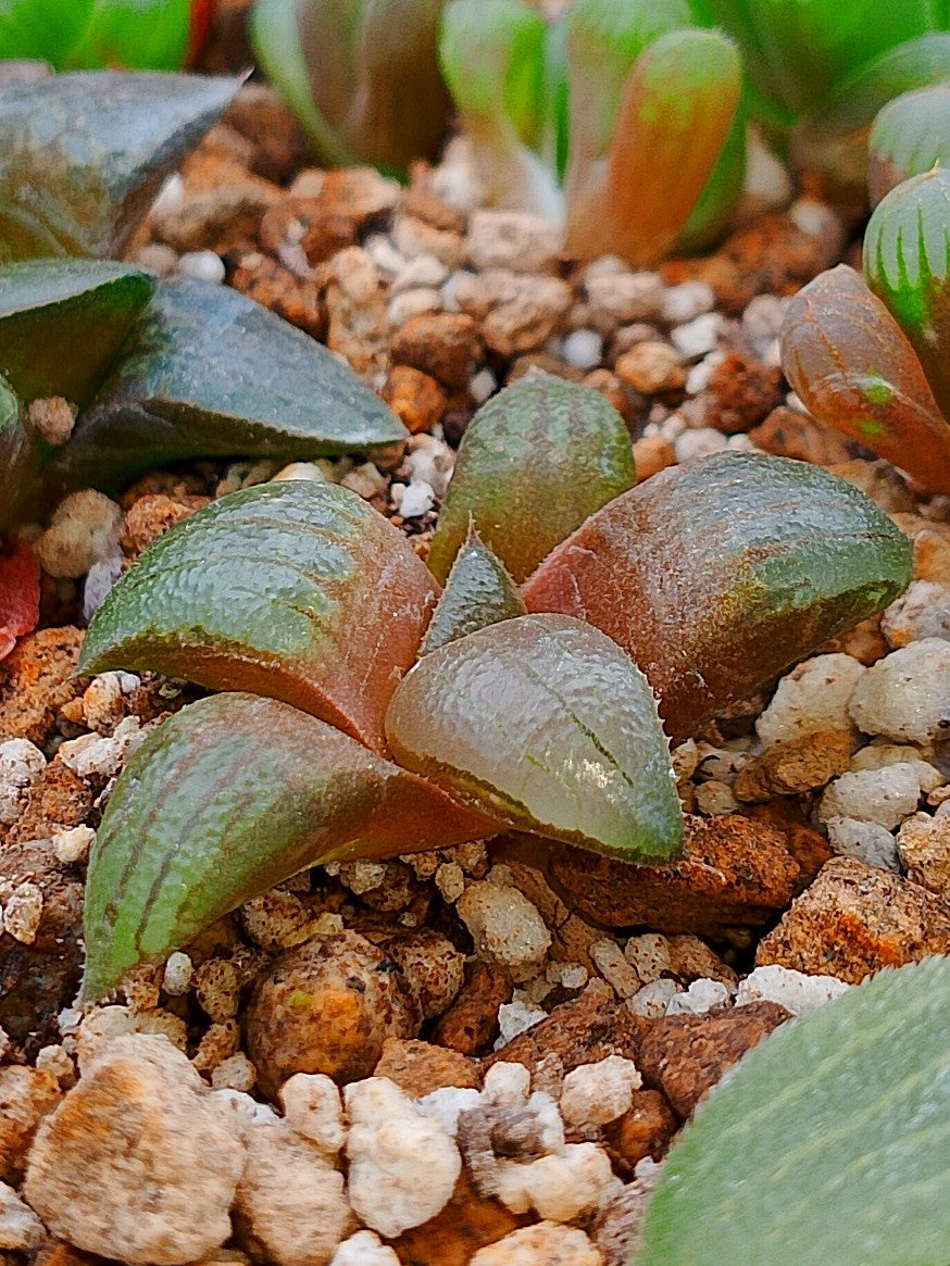 Haworthia RG F | maceta 2"