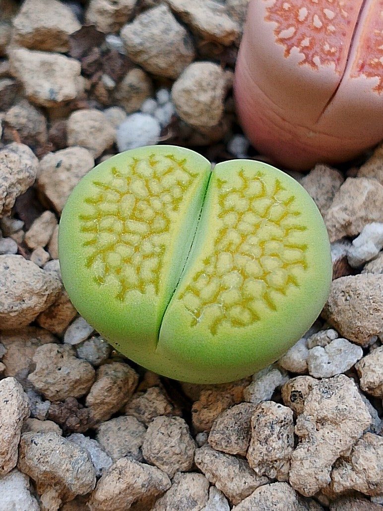 C111A Lithops hallii v. ochracea 'Green Soapstone' D