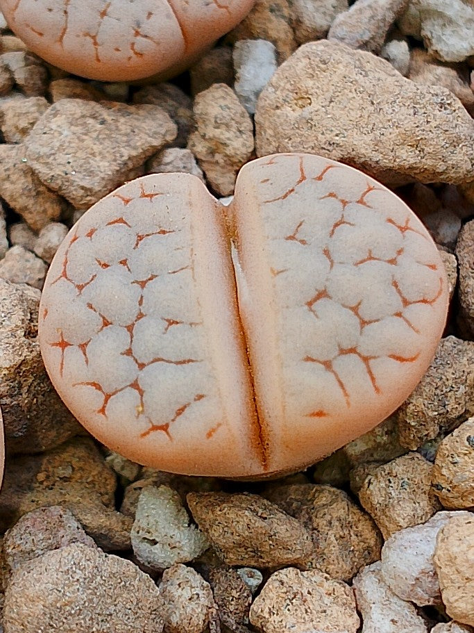 C189 	Lithops gracilidelineata ssp. gracilidelineata v. waldroniae