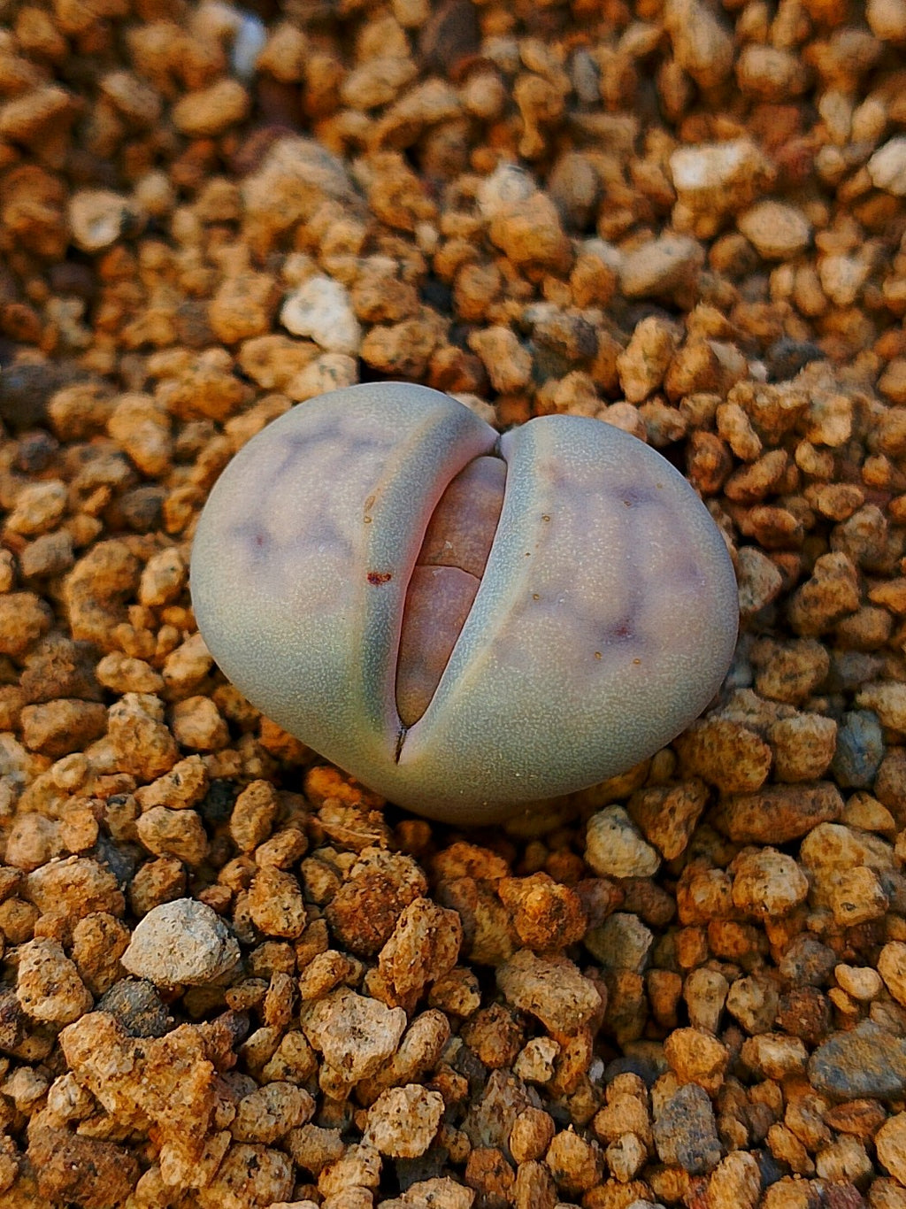 C317 	Lithops karasmontana ssp. karasmontana v. karasmontana (syn. mickbergensis)